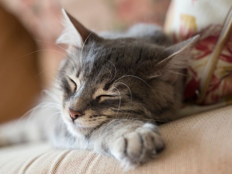 dog-cat-boarding-ukiah-ca-blue-ribbon-pets